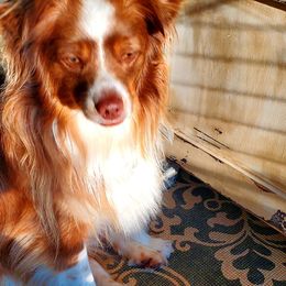 Miniature Australian Shepherds from Arukah Aussies