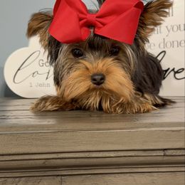 Selena - Black and tan female Yorkshire Terrier puppy in Statham, Georgia from The Yorkie Love Shack