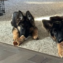 German Shepherds from Over The Moon Shepherds
