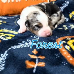 Forest - Blue merle male Australian Shepherd puppy in Spartanburg, South Carolina from Hub City Aussies