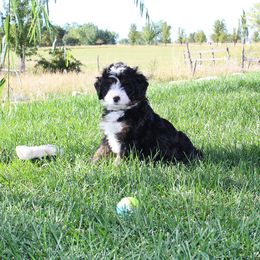 Bernedoodle Puppies from Flat Creek Bernedoodles