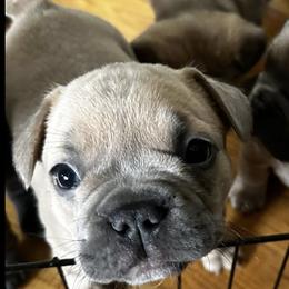 French Bulldogs from Vasile Frenchie