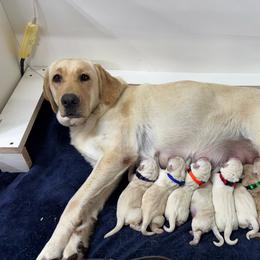 Green collar - Yellow male Labrador Retriever puppy in Beaverdam, Virginia from Riverside Sunset Labrador Retrievers