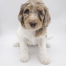 Assorted Doodle Crosses, Bernedoodle, Double Doodle, Goldendoodle, Labradoodle, and Whoodle Puppies from Our Little Farm Life Doodles