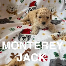 Monterey Jack - Cream male Cavapoo puppy in Sherwood, Michigan from Patrick's Puppies