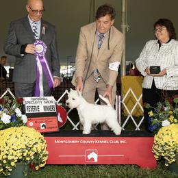 West Highland White Terrier All Grown Up from Birch Bark Westies