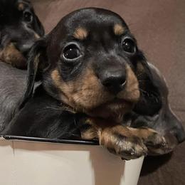 Dachshunds from Rice’s Dachshund farm