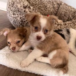 Juno - Merle male Chihuahua puppy in Sherwood, Arkansas from Bartelt Breeders