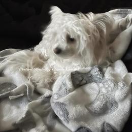 Chihuahua and Chinese Crested Puppies from Western Kentucky Chihuahua’s and Chinese Crested’s