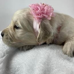 Golden Retriever Puppies from Family Loved Golden Retrievers