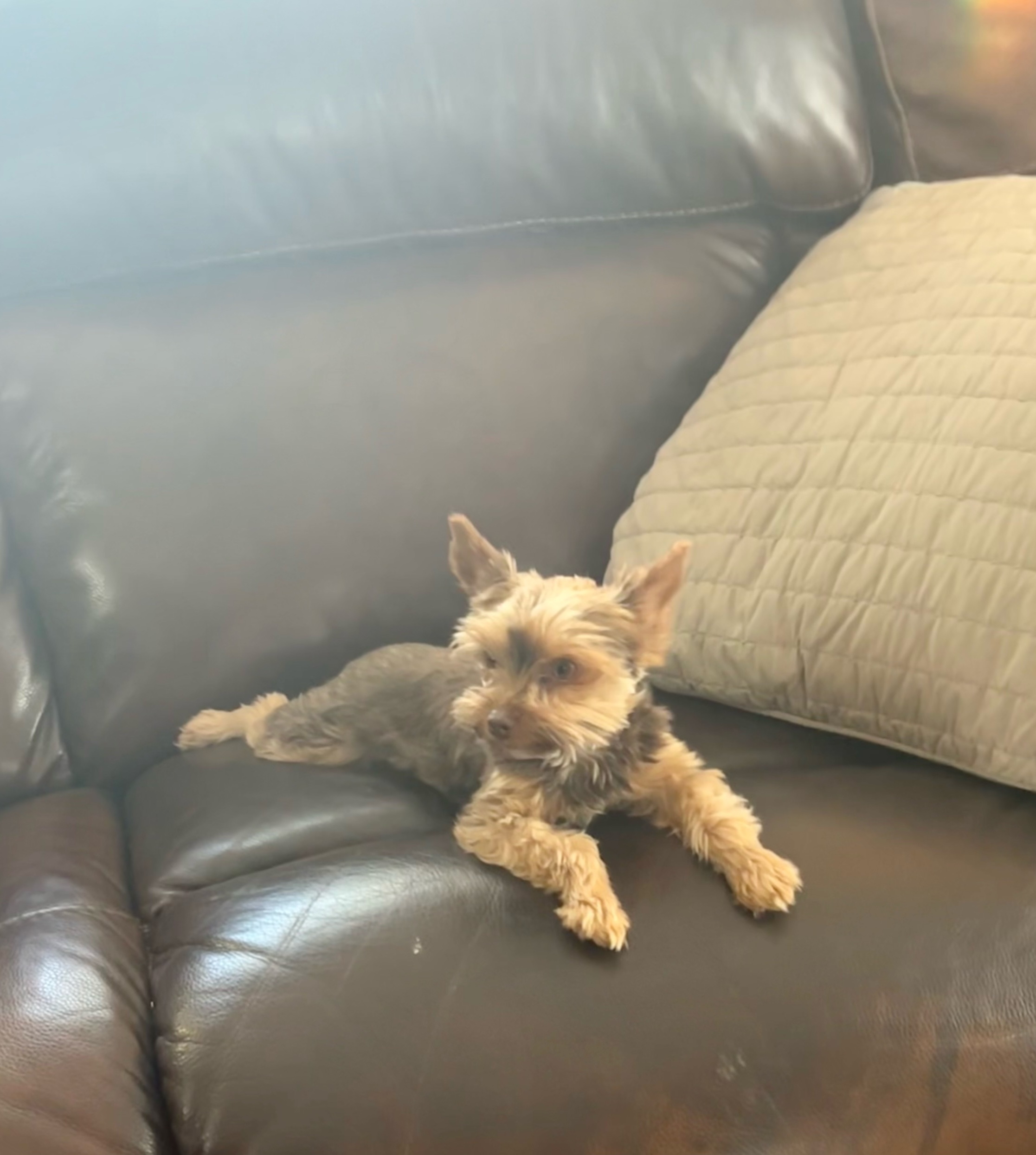 Penny - Yorkshire Terrier