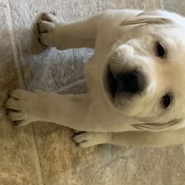 Labrador Retriever Puppies from Ruckus Family Labs