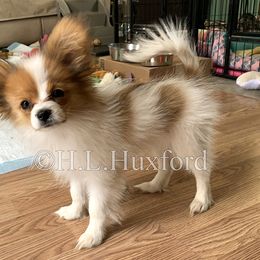 Papillon Puppies from Holly Huxford