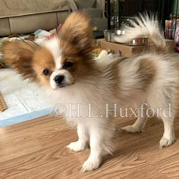 Papillon Puppies from Holly Huxford