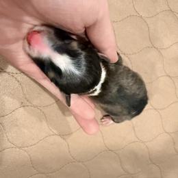 Puerto - Sable & white male Toy Shetland Sheepdog puppy in Leavenworth, Washington from Better Than Best Farm