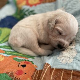Golden Retriever Puppies from English Cream Goldens in Georgia