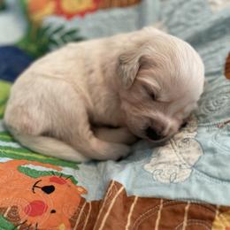 Golden Retriever Puppies from English Cream Goldens in Georgia