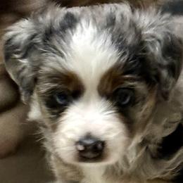 Aussiedoodles, Miniature Australian Shepherds, and Toy Australian Shepherds from Forever Aussies and A Doodle