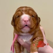 Percheron - Red female Nova Scotia Duck Tolling Retriever puppy in Albany, New York from Sardonyx Canines