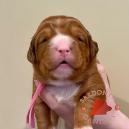 Percheron - Red female Nova Scotia Duck Tolling Retriever puppy in Albany, New York from Sardonyx Canines