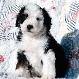 Bernedoodle and Schnoodle Puppies from Grand Lake Poodles & Doodles