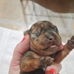 Chai - Dapple male Dachshund puppy in Cowen, West Virginia from Bennett Babies