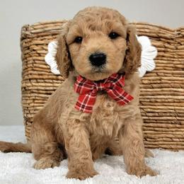 Donut - Apricot male Goldendoodle puppy in Temecula, California from Oodles O'Doodles