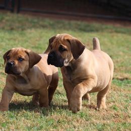 Pickles (Green) - Brown male Boerboel puppy in Shawnee, Oklahoma from TXT Boerboels