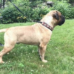 Bullmastiffs from Homestead Bullmastiff’s