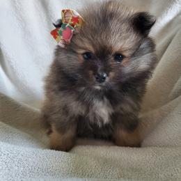 Companion Cross, Pomeranian, and Sheepadoodle Puppies from Fluffy Wonders Poms and Doodles