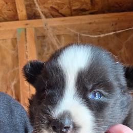 Girl 3 - Black and white female Siberian Husky puppy in Dover, Kentucky from Blevins Hill Top Huskies