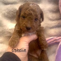 Ophelia - Red  female Poodle puppy in Traverse City, Michigan from Riyem Wildflower Farms