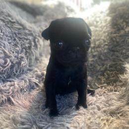 Lottie   Black girl 2 - Black female Pug puppy in Onalaska, Washington from Cupid’s Pugs