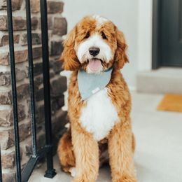 Goldendoodles from Bountiful Doodles