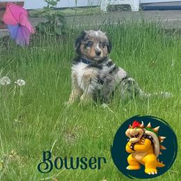 Miniature Australian Shepherd Puppies from Wonderland Aussies