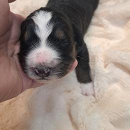 Zeda - Tri-color female Bernedoodle puppy in Lafayette, Alabama from Williams Lake Doodles