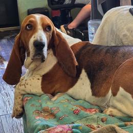 Bitty - Basset Hound