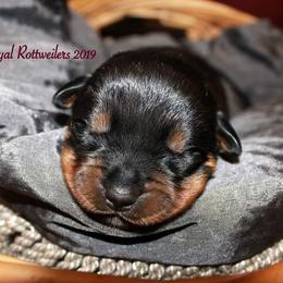 Rottweiler Puppies from C&C Royal Rottweilers