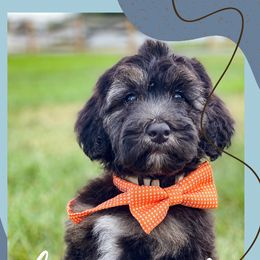 Bernedoodles, Dachshunds, Goldendoodles, and Sheepadoodles from Doodles & Doxies