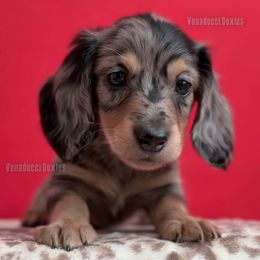 Corrado Soprano - Dapple male Dachshund puppy in Chandler, Arizona from Vonaducci Doxies, LLC.