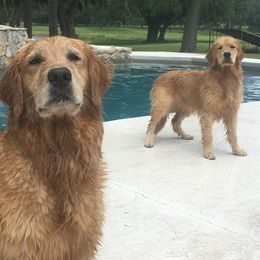 Golden Retriever All Grown Up from Stonewood Goldens