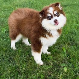 Slinky - Chocolate male Pomsky puppy in Lewiston, Minnesota from Family Pomsky
