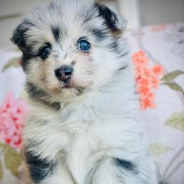 Chex - Merle male Pomsky puppy in Greenville, South Carolina from Thicketty Mountain Pomskies