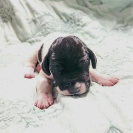Emma - Black and white female Great Dane puppy in Pollock, Louisiana from Danes Done Right