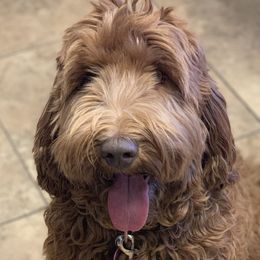 Jemma - Australian Labradoodle