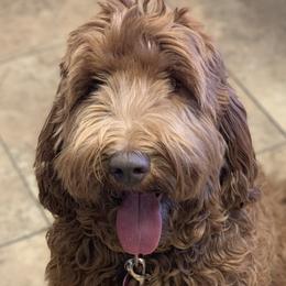 Jemma - Australian Labradoodle