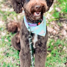 Goldendoodles from The Coastal Homestead