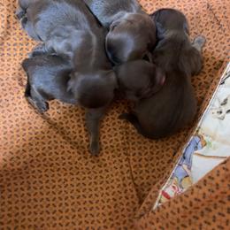 Shih Tzu Puppies from Mosley Kennel Shih Tzu