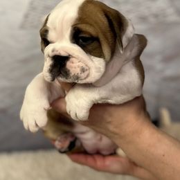 Bulldog Puppies from Sweet Rolls