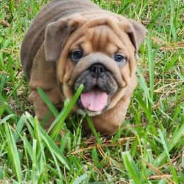 Kelly - Fawn female Bulldog puppy in Lakeland, Florida from Fur Love And Puppies